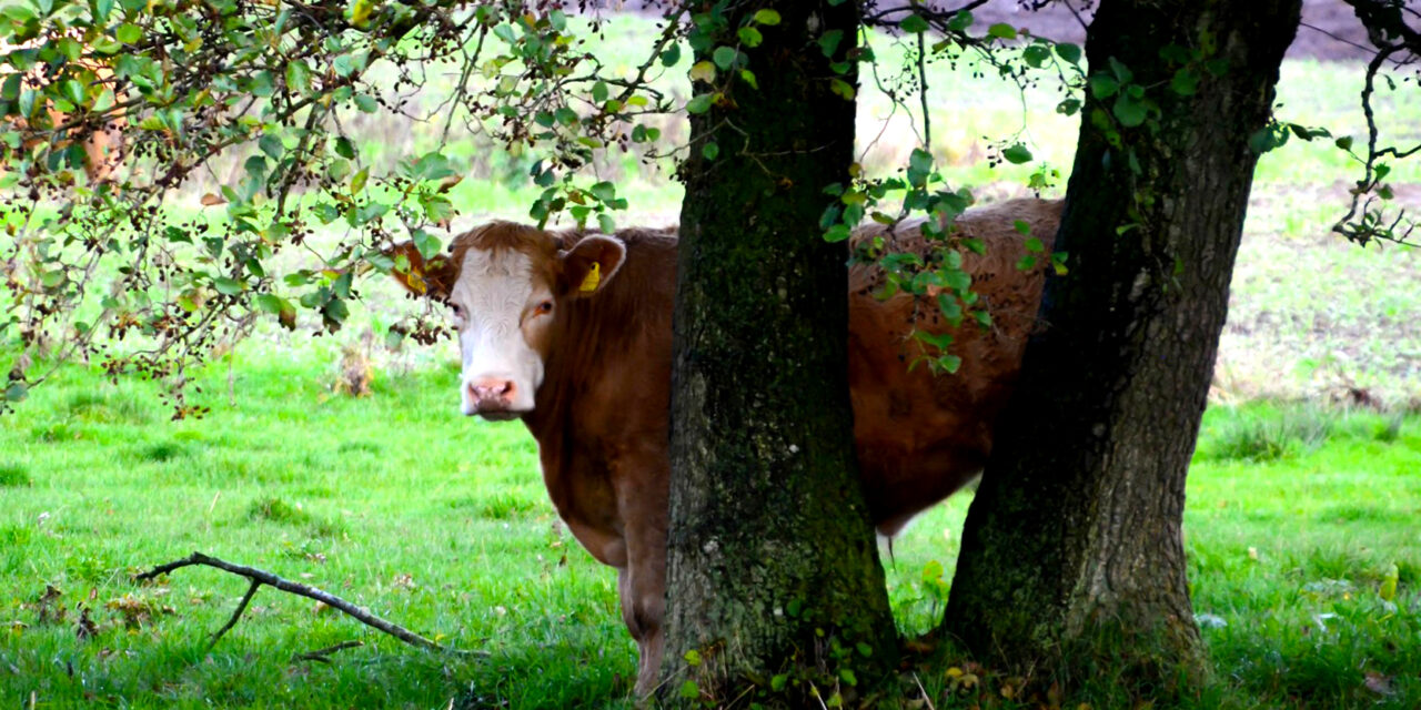 Naturen omkring Bramdrupdam