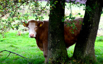 Naturen omkring Bramdrupdam