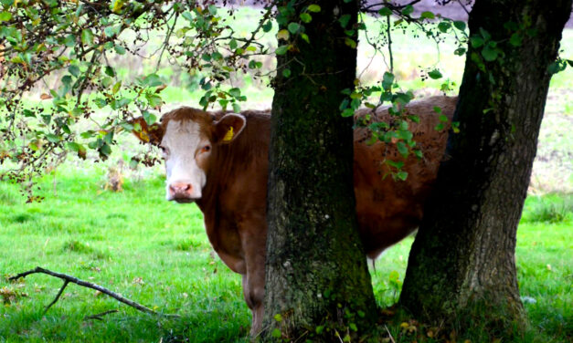 Naturen omkring Bramdrupdam